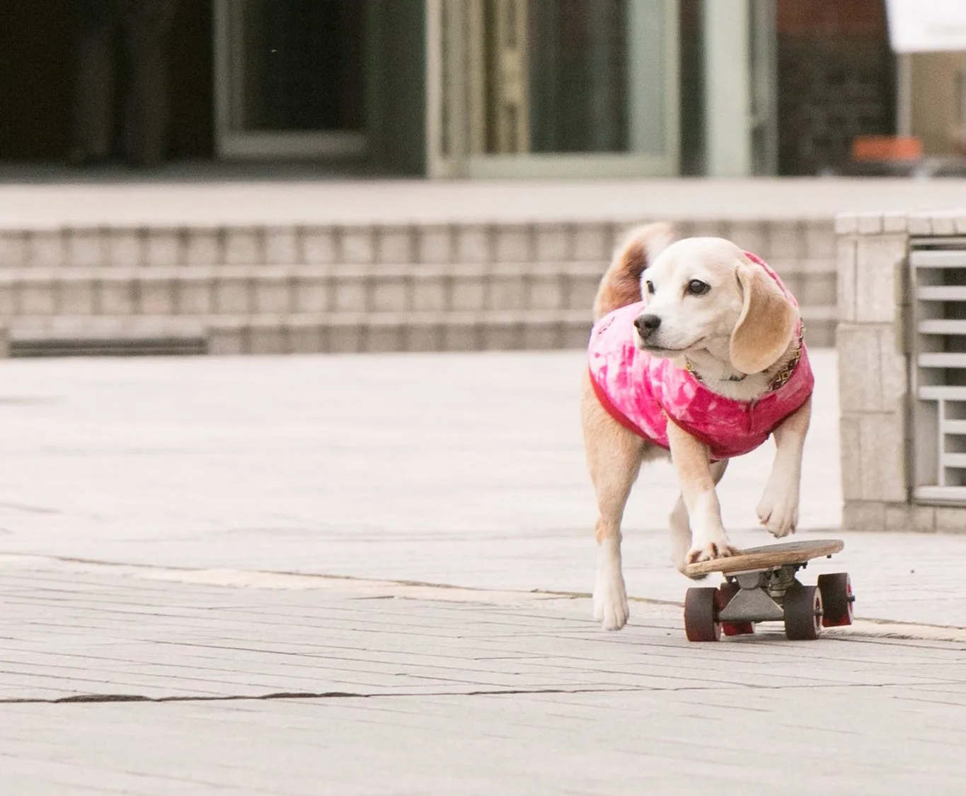 Purin the Super Beagle: Not just another skater dog